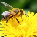 A bee collects pollen from a dandelion blossom on a lawn in Klosterneuburg